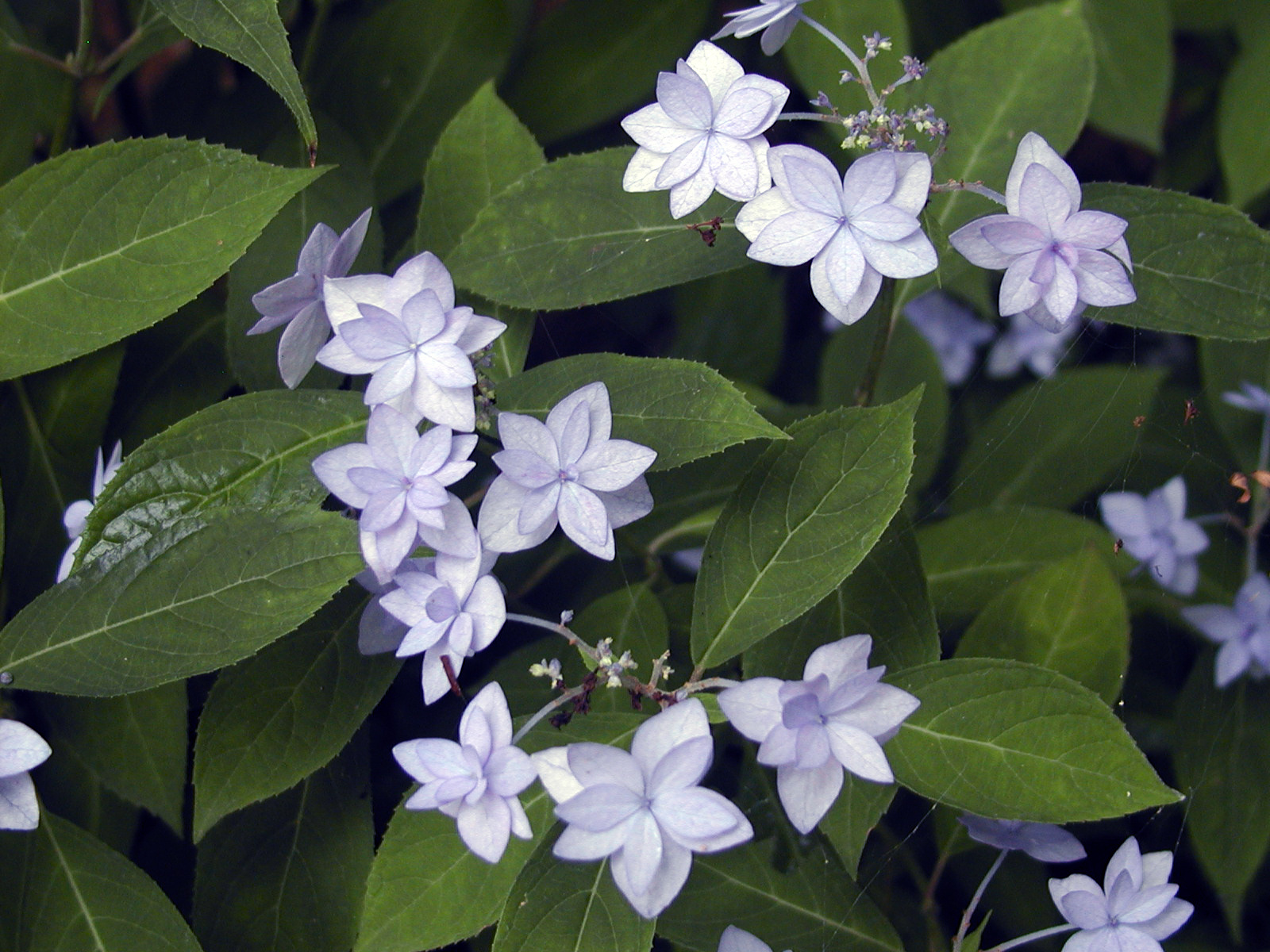 妻に寄せるシーボルトの愛情を偲ばせる七段花！: カンロのブログ！